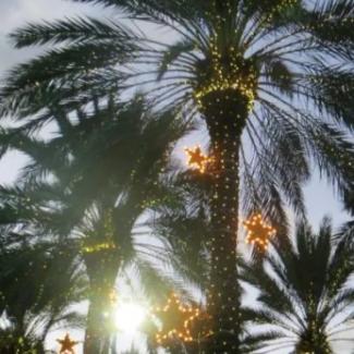 holiday palms 2 450