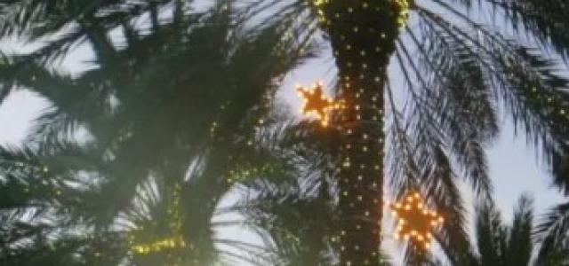 holiday palms 2 450